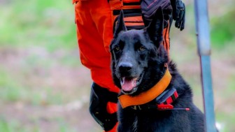 Cachorro participa de treinamento para receber Certificação Nacional de Busca, Resgate e Salvamento com Cães